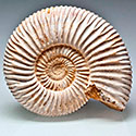 versteinerter Ammoniten aus Madagaskar, Perisphinctes