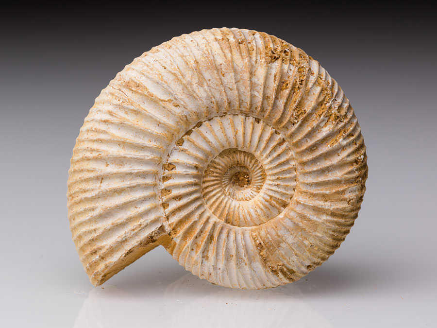 Ammonit (Perisphinctes) aus Madagaskar
