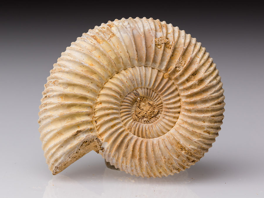 Ammonit (Perisphinctes) aus Madagaskar