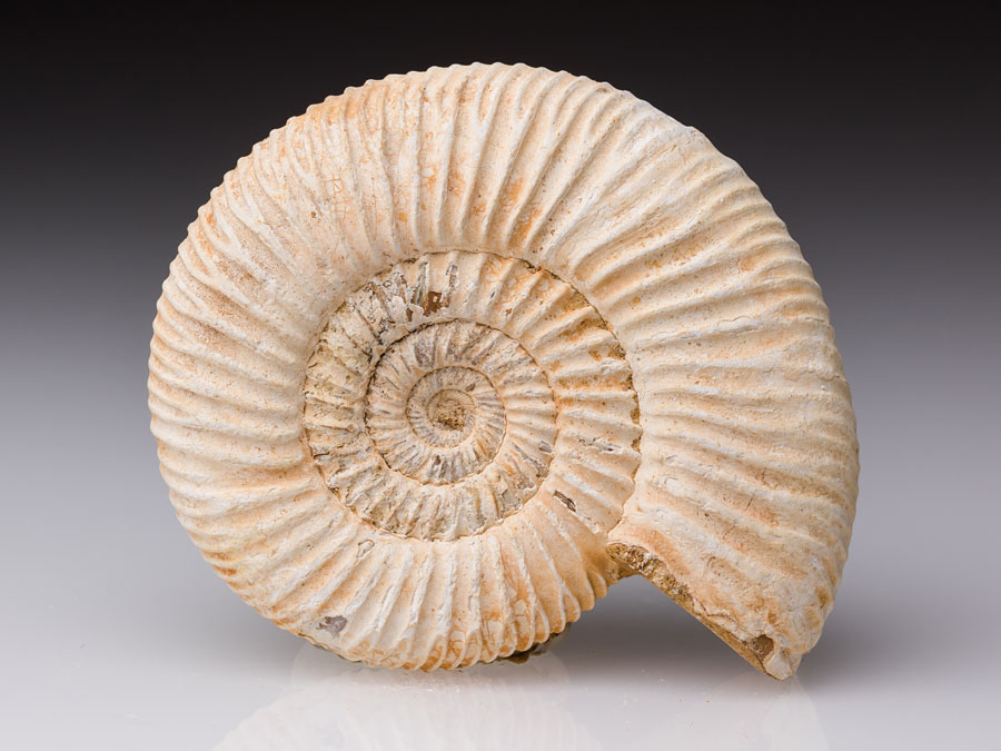 Ammonit (Perisphinctes) aus Madagaskar