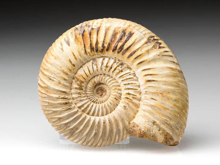 Ammonit (Perisphinctes) aus Madagaskar