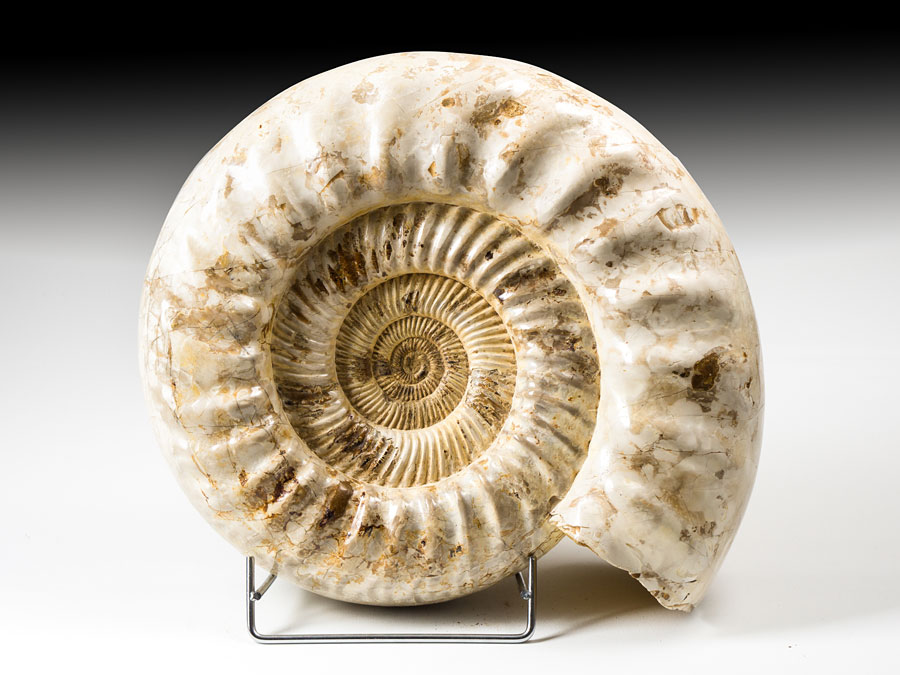 großer Ammonit aus Madagaskar