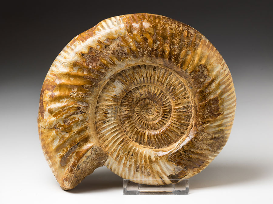 groer Ammonit aus Madagaskar
