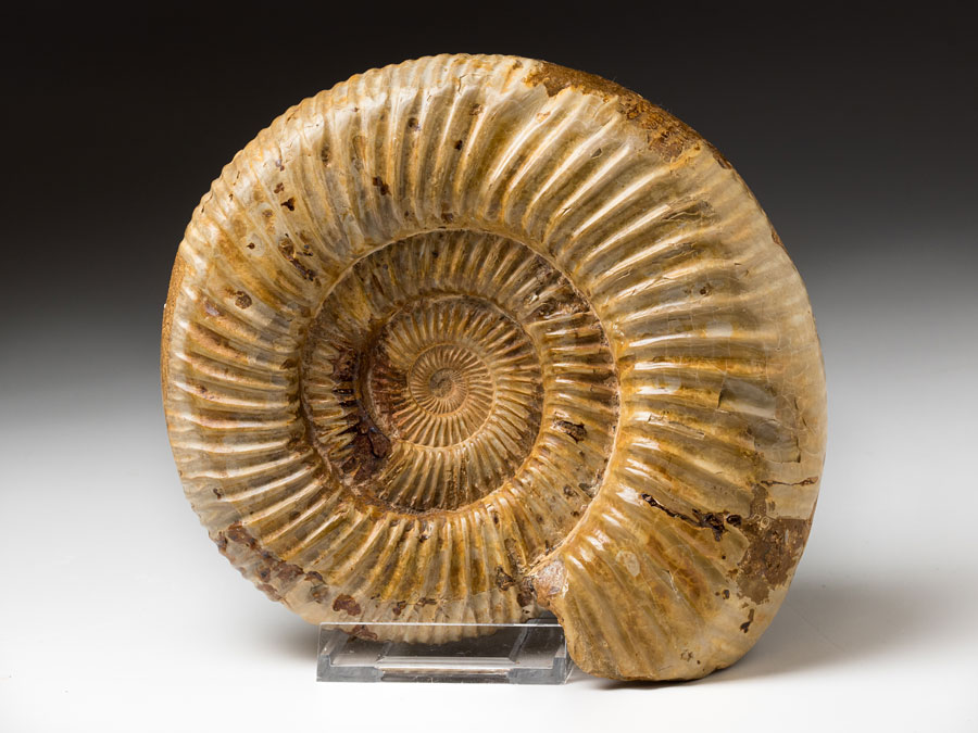 groer Ammonit aus Madagaskar