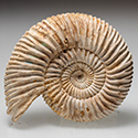 Divisosphinctes (Perisphinctes)