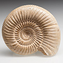 Divisosphinctes (Perisphinctes)