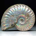 Perlmutammoniten aus Madagaskar