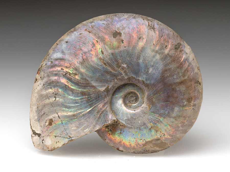 Ammonit: Cleoniceras
