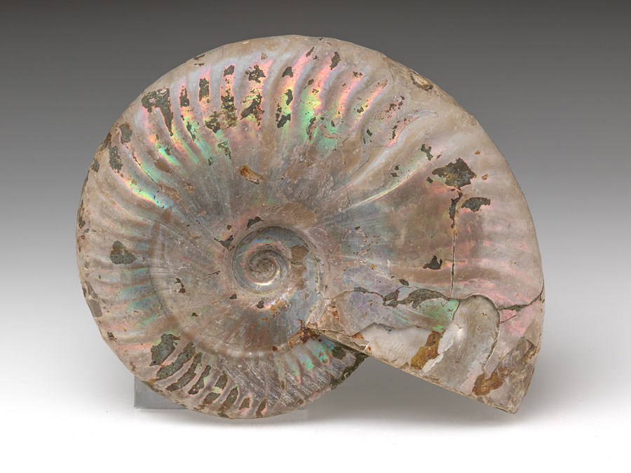 Ammonit: Cleoniceras