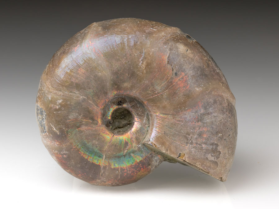 Ammonit: Desmoceras