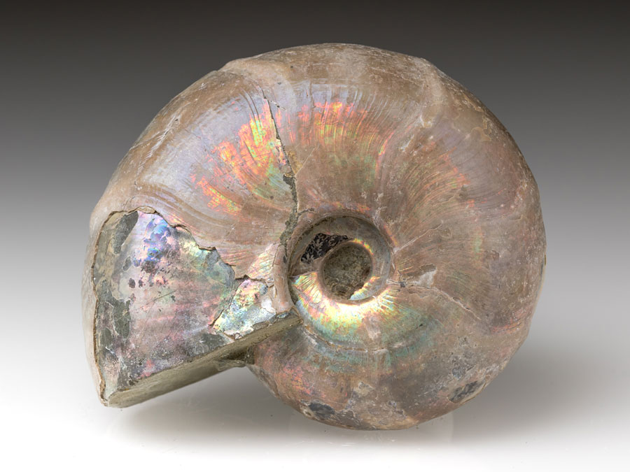 Ammonit: Desmoceras