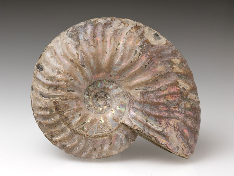 Ammonit: Pseudosonneratia