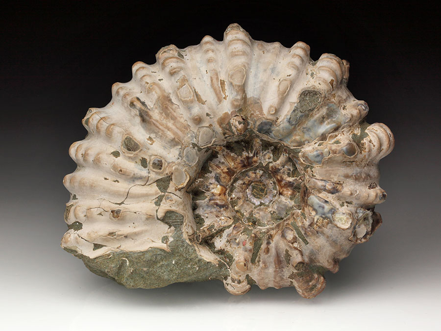 Douvilleiceras mammillatum