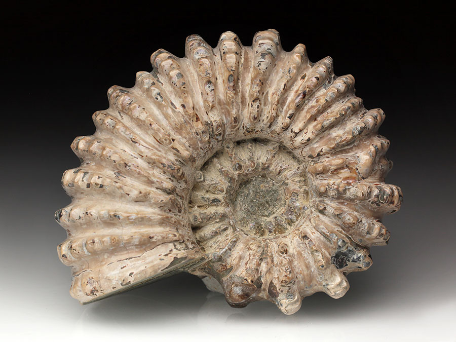 Douvilleiceras mammillatum