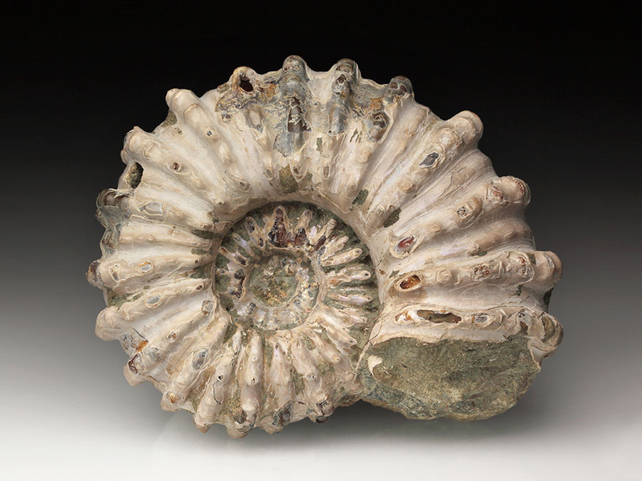 Douvilleiceras mammillatum