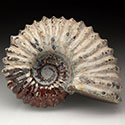 Perlmuttammoniten aus der Kreide von Madagaskar