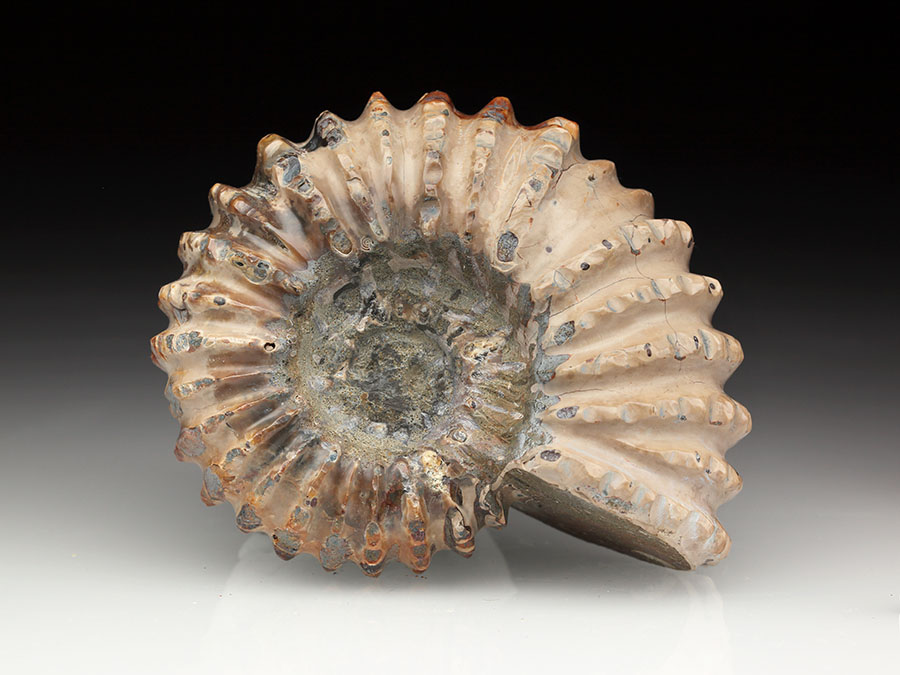 Douvilleiceras mammillatum