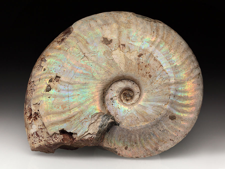 Cleoniceras besairiei