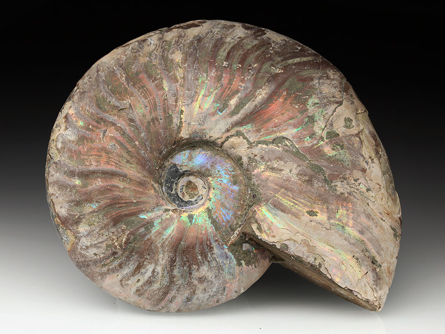 Cleoniceras besairiei