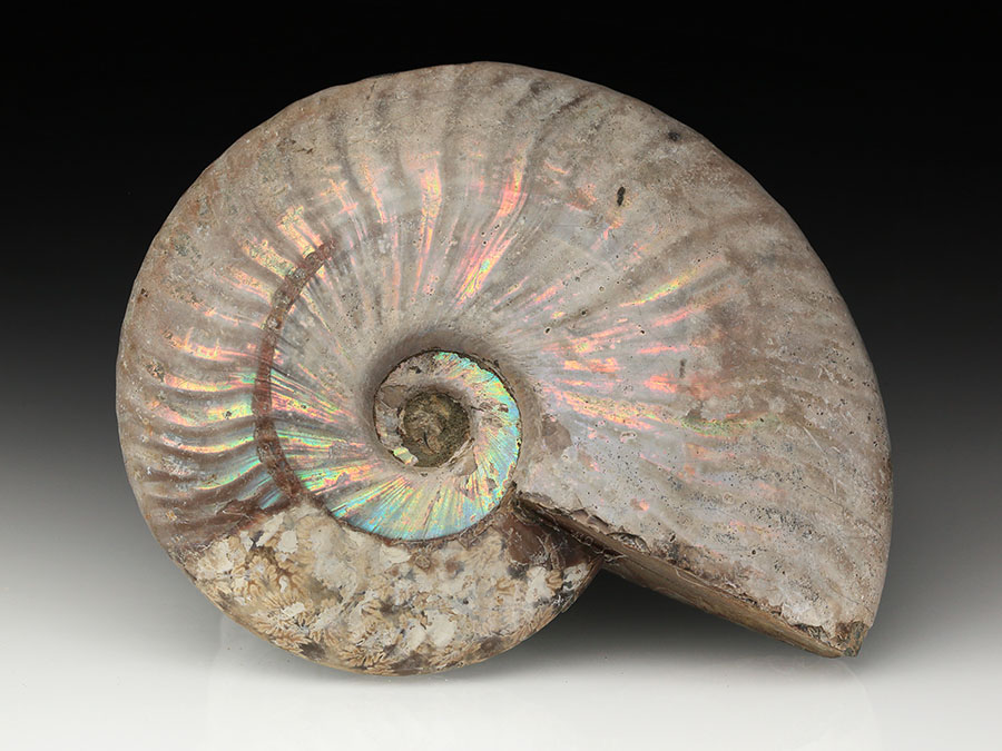 Cleoniceras besairiei