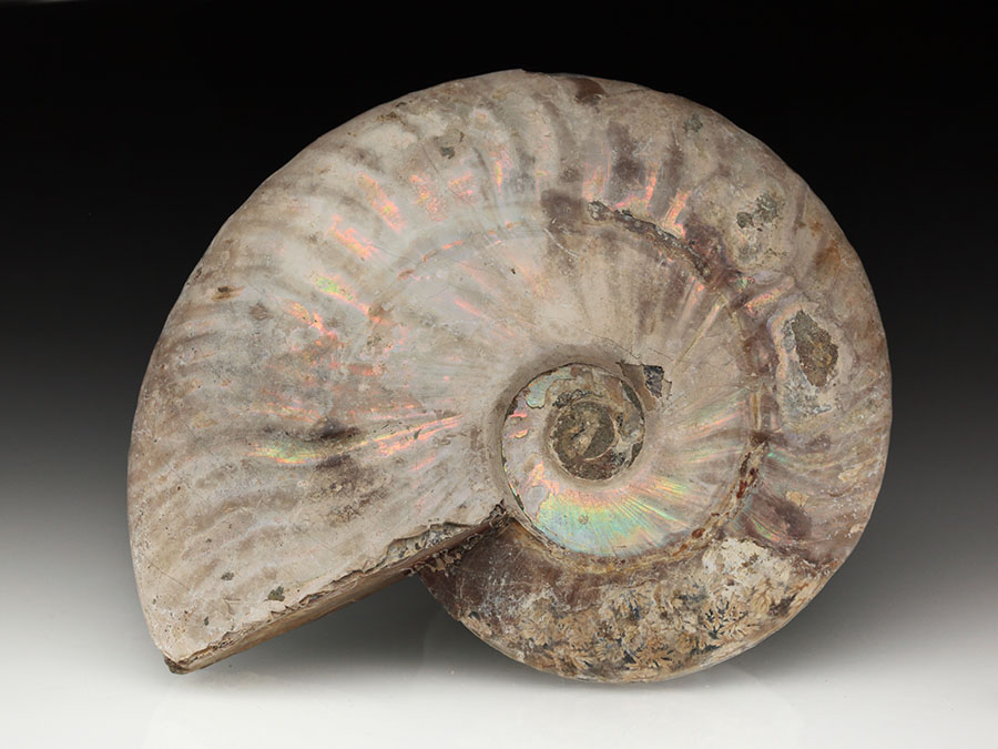 Cleoniceras besairiei