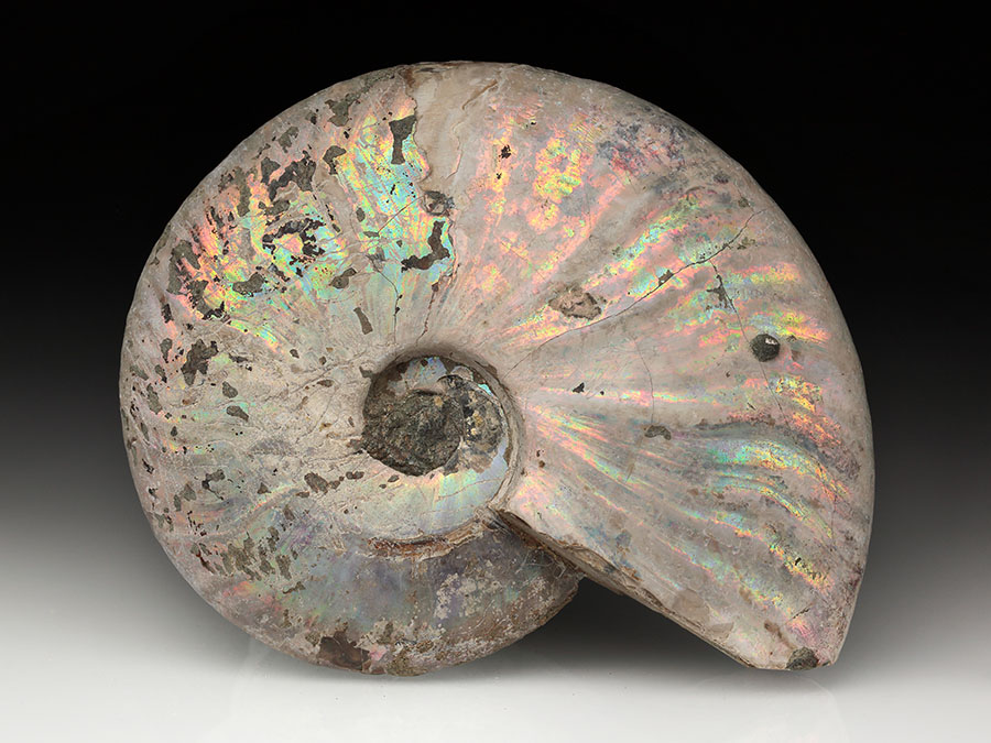 Cleoniceras besairiei