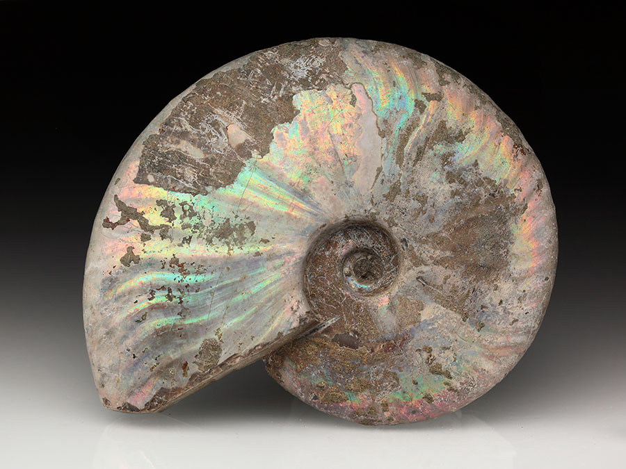 Cleoniceras besairiei