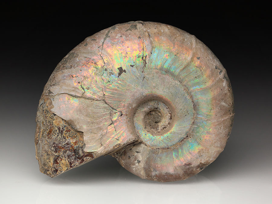 Cleoniceras besairiei