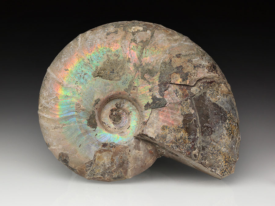 Cleoniceras besairiei