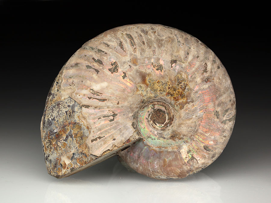 Cleoniceras besairiei