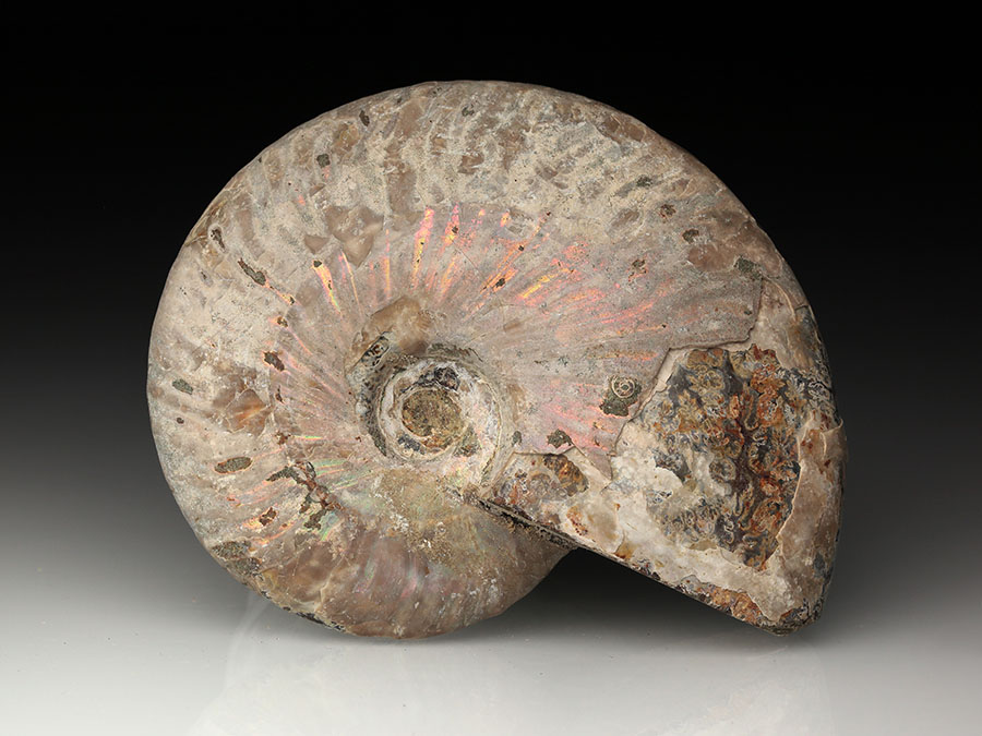 Cleoniceras besairiei