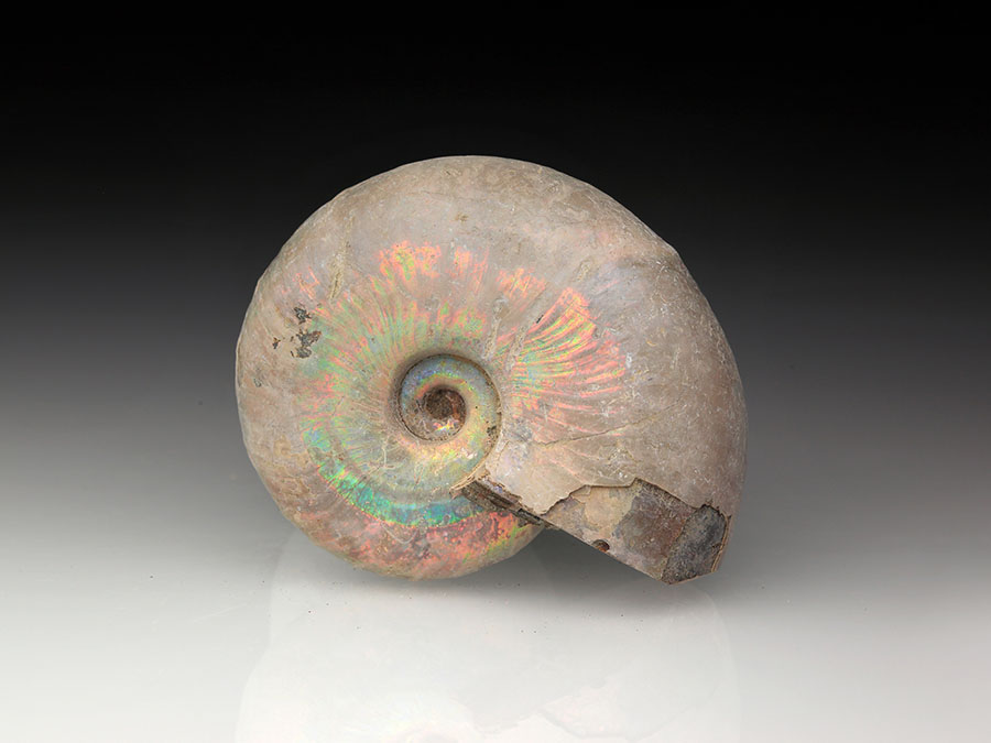 Desmoceras latidorsatum