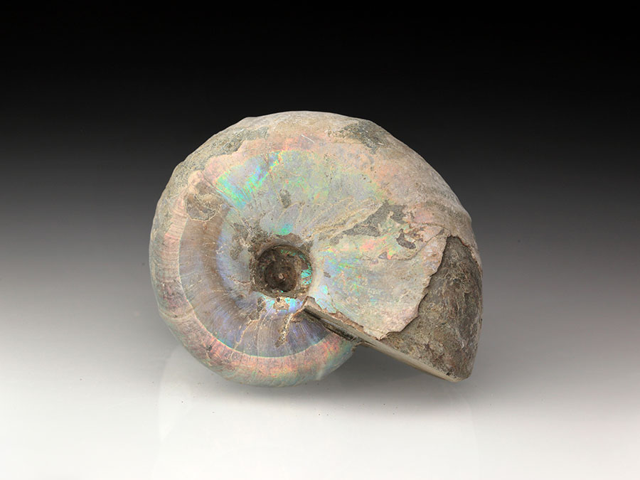 Desmoceras latidorsatum