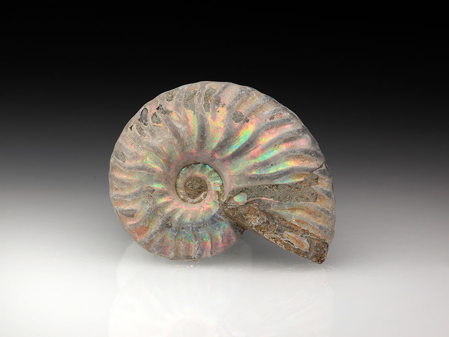 Pseudosonneratia sakalava