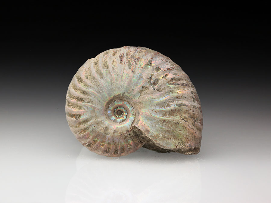 Cleoniceras besairiei