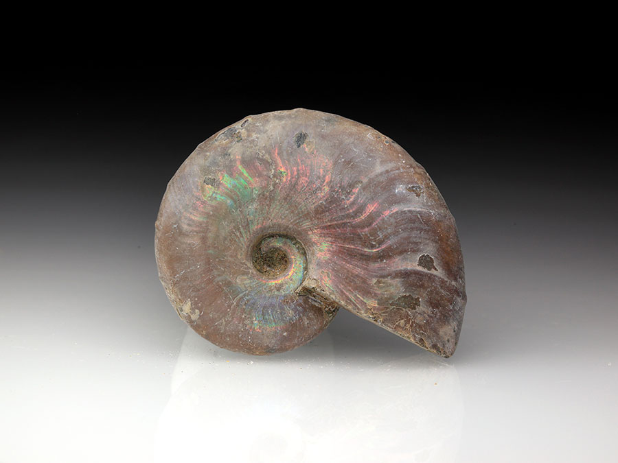 Cleoniceras besairiei