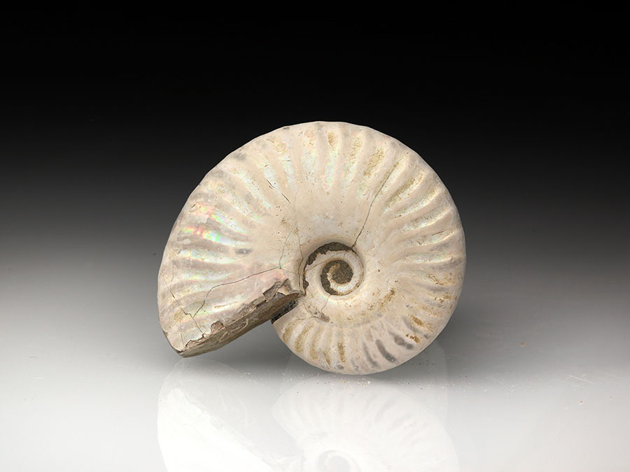 Cleoniceras besairiei