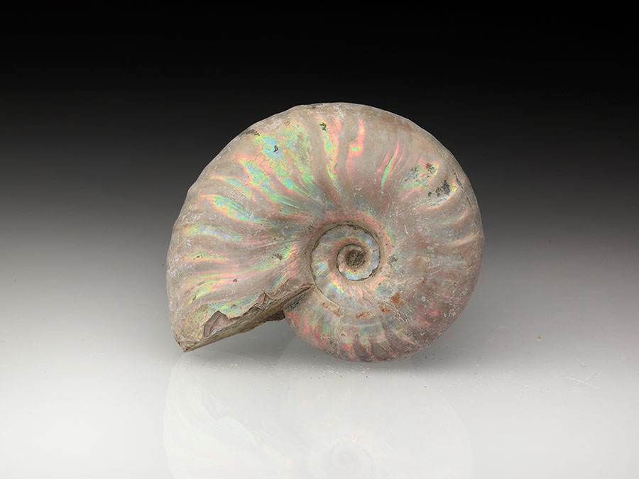 Cleoniceras besairiei