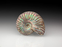 Perlmuttammoniten aus Madagaskar