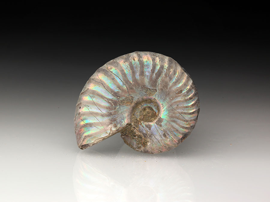 Cleoniceras besairiei