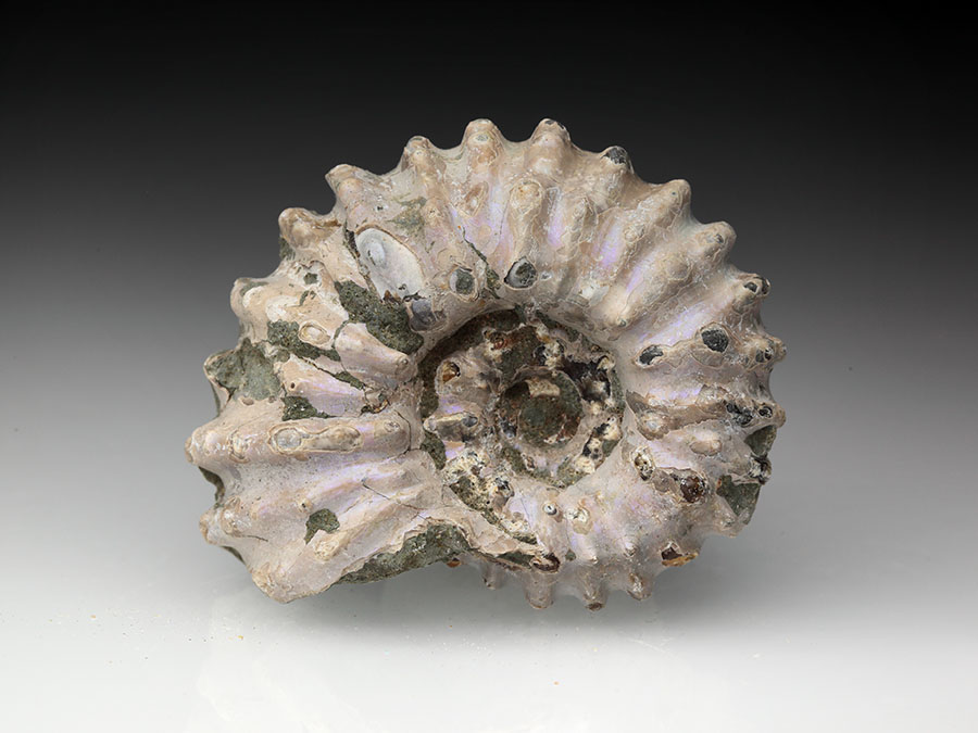 Douvilleiceras mammillatum