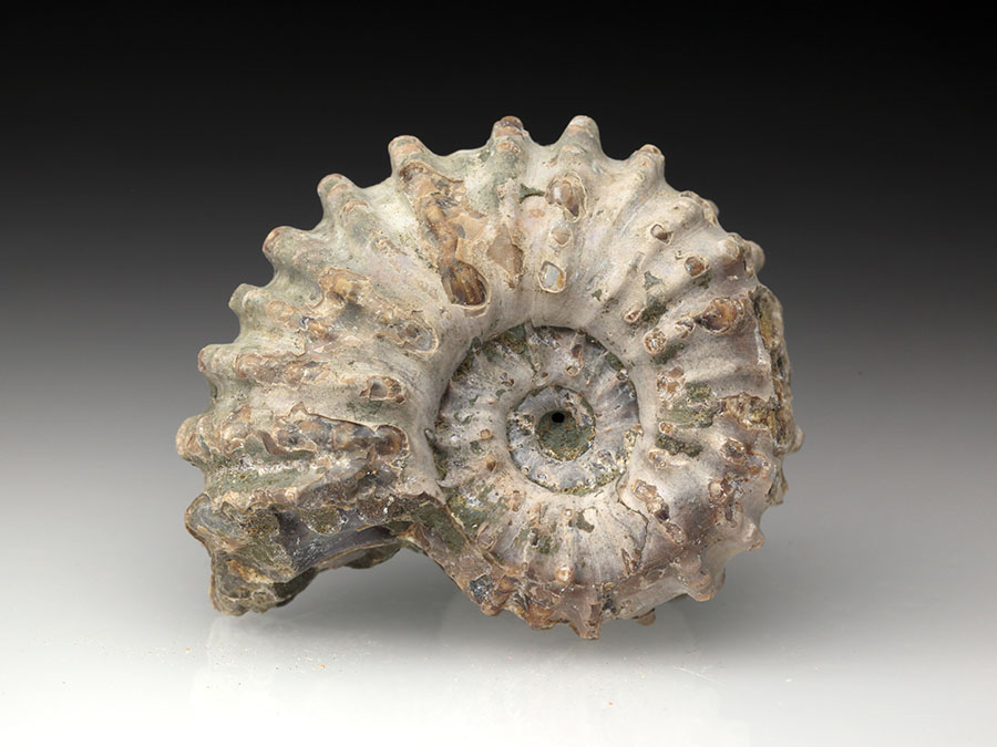 Douvilleiceras mammillatum