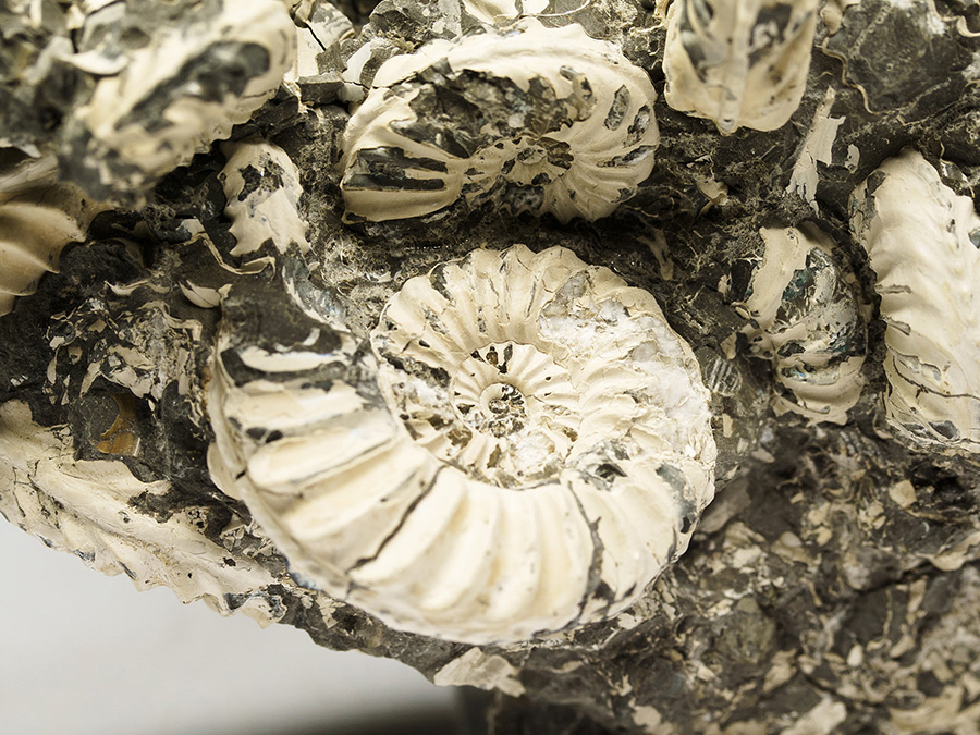 Massenansammlung von Ammoniten: Pleuroceras spinatum