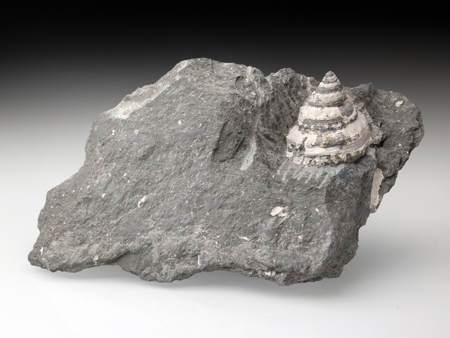 seltene Schnecke: Pleurotomaria amalthei