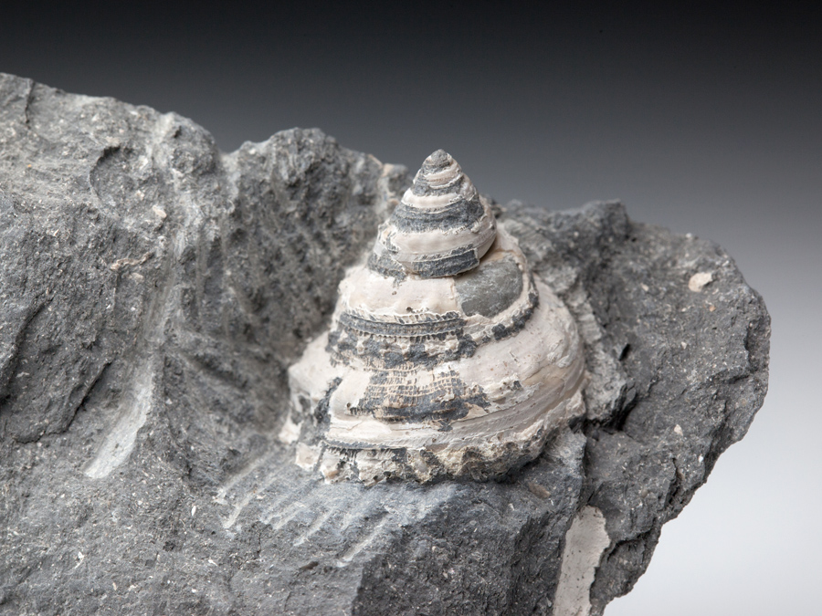 seltene Schnecke: Pleurotomaria amalthei