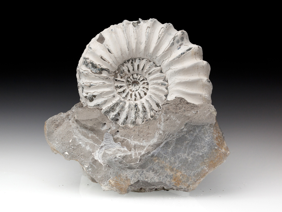 Ammonit: Pleuroceras spinatum