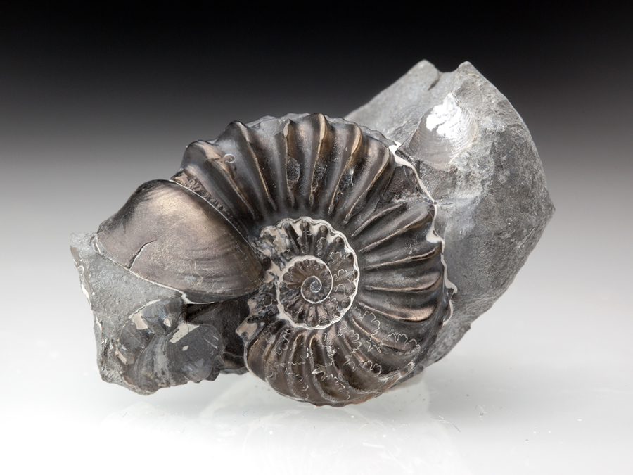 Ammonit: Pleuroceras spinatum mit Muschel
