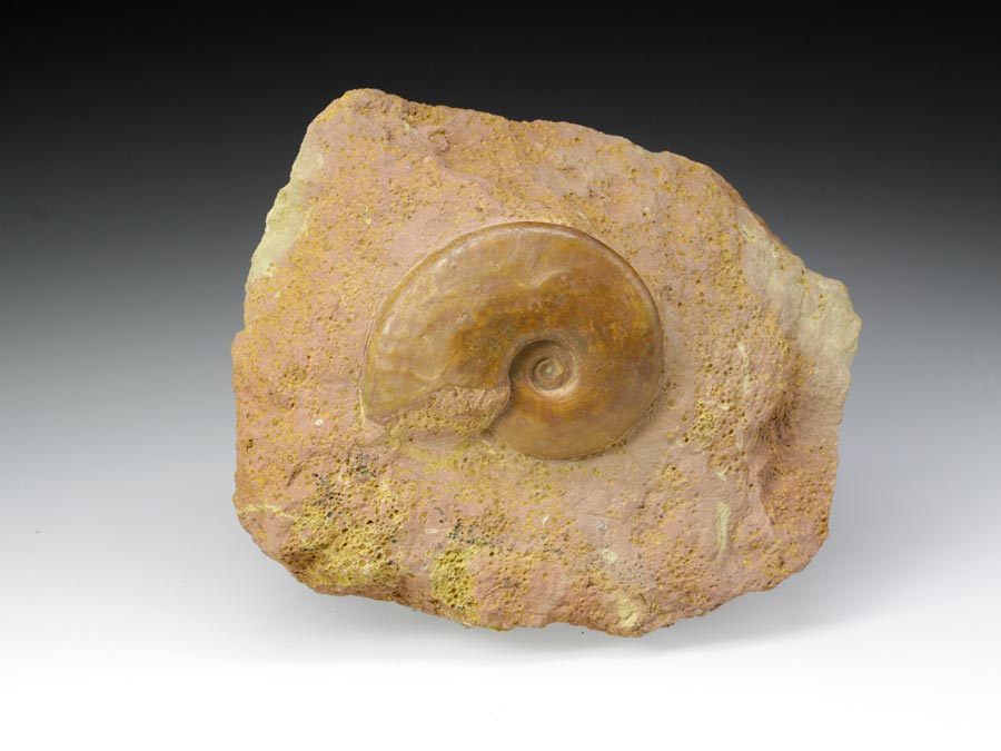 Ammonitenstufen aus Sengenthal