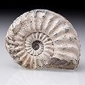 Ammoniten aus Oberfranken
