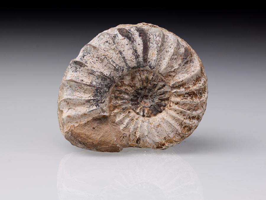 Ammoniten aus Deutschland